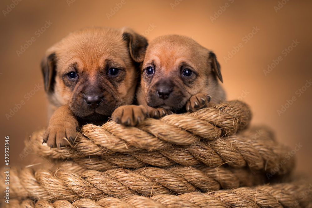 Little dog on a sailing rope