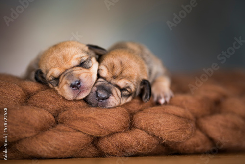 A beautiful little dog sleeps on a blanket