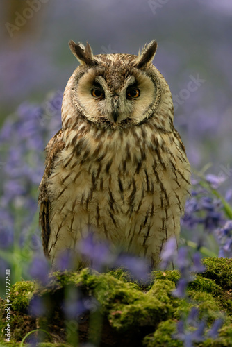 Long eared owl in bluebell forest