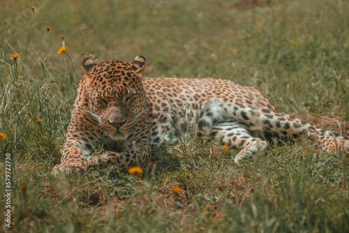 Large adult leopard  jaguar  cheetah cat. Safari wild cat with orange fur and black spots  zoo animal mammal sun bathing