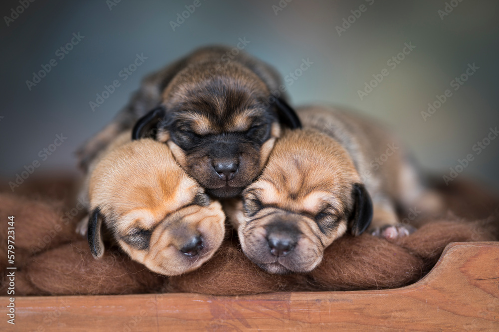 Dogs sleep on a small wooden bed Dogs sleep on a small wooden bed