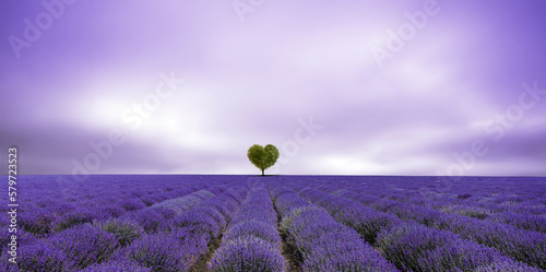 Lavendelfeld mit einem Herzbaum