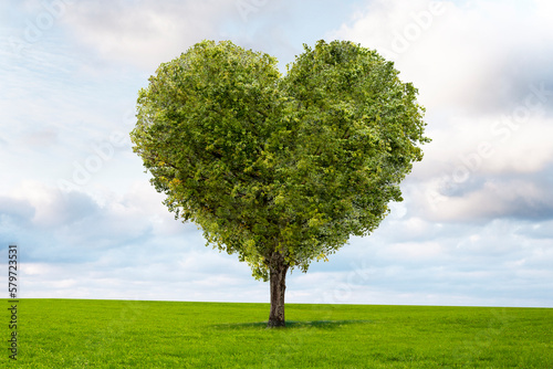 Gr  ner Baum in Herzform auf einer Wiese