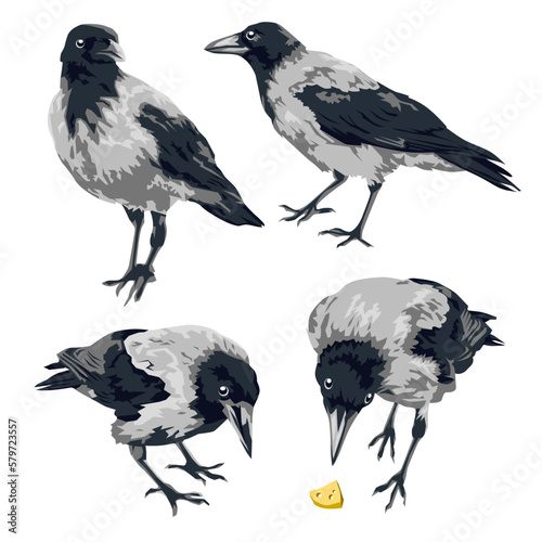 Crows on white background. Ravens collection. Isolated vector illustration.