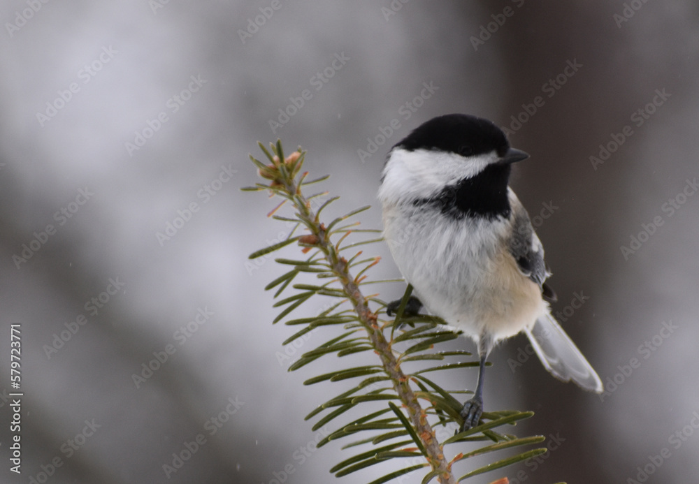 Obraz premium A chickadee in winter, Sainte-Apolline, Québec, Canada