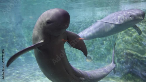 Finless porpoise underwater greeting and beckoning cute action swimming photo