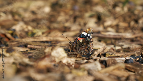 Side view of a Vanessa Atalanta or Red Admiral butterfly with closed wings sitting on woodchips