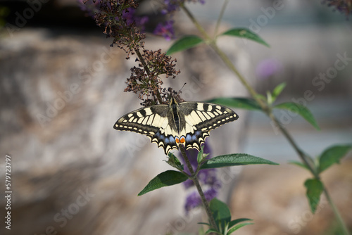 Old world swallowtail butterfly with beautifully detailed wings sitting on summer lilac 