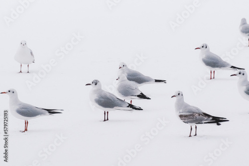 seagulls on the beach