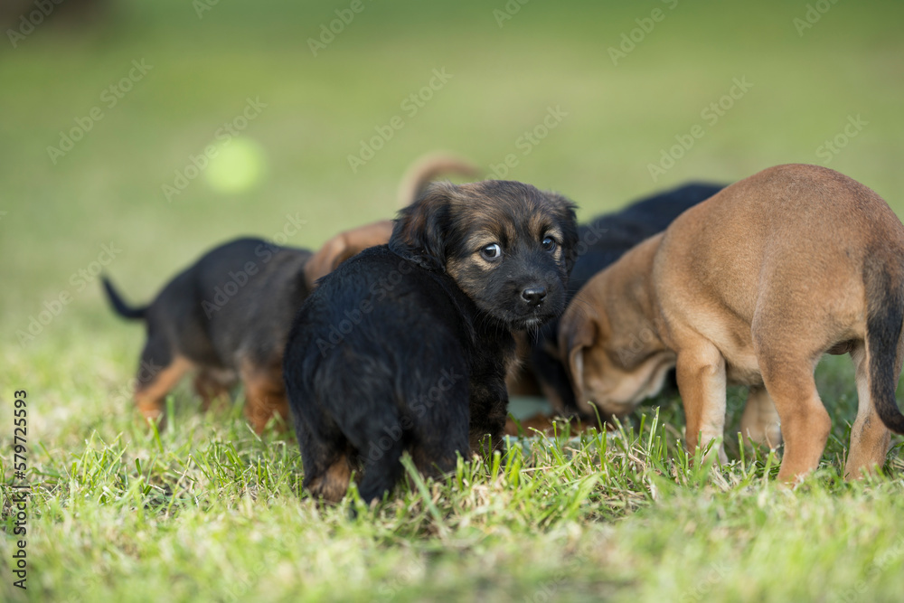 Little dog on the grass