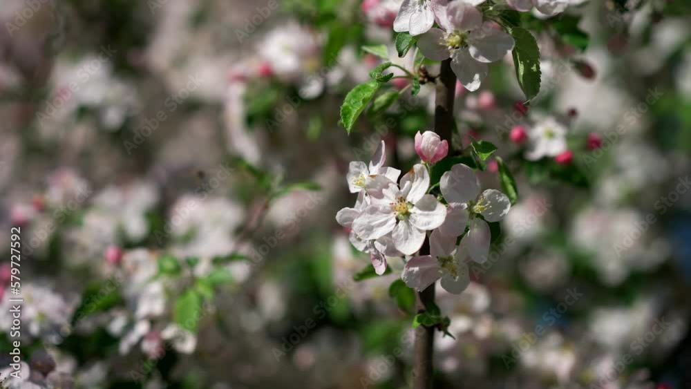Bees fly near the flowers of an apple tree on a sunny spring day 4k footage Bees fly near the flowers of an apple tree on a sunny spring day 4k footage