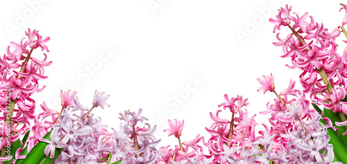 pink hyacinth on a transparent background, png