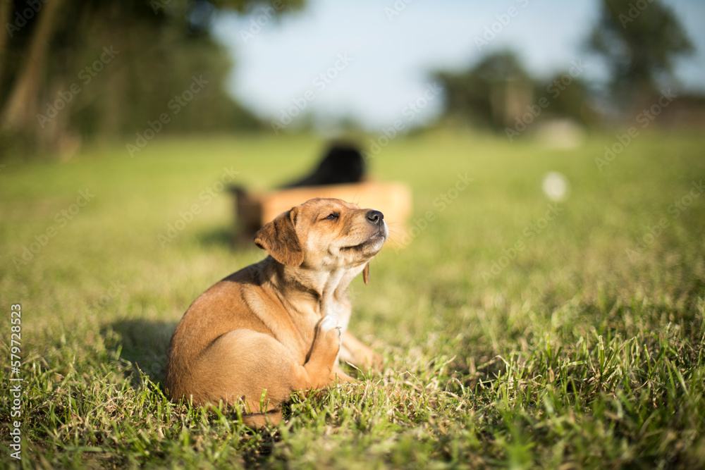 Puppy dog on the grass