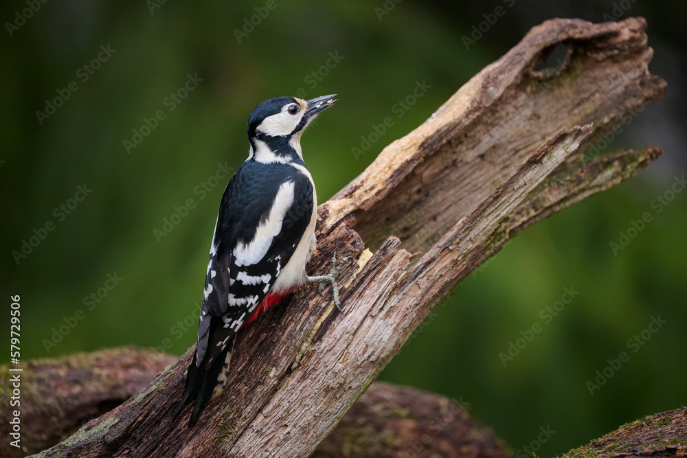 Obraz premium Female great-spotted woodpecker