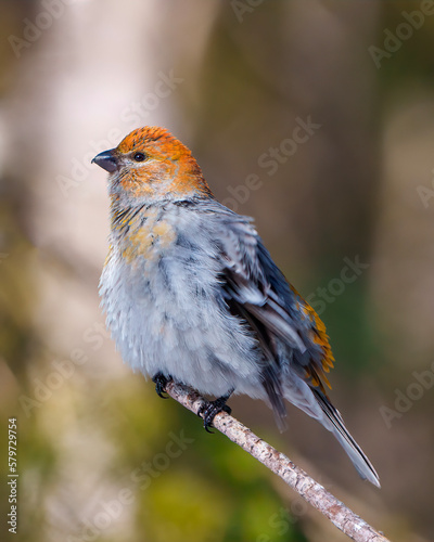 Pine Grosbeak Photo and Image. Grosbeak female perched on a branch with a blur forest background in its environment and habitat surrounding and displaying rust colour feather plumage. Grosbeak.