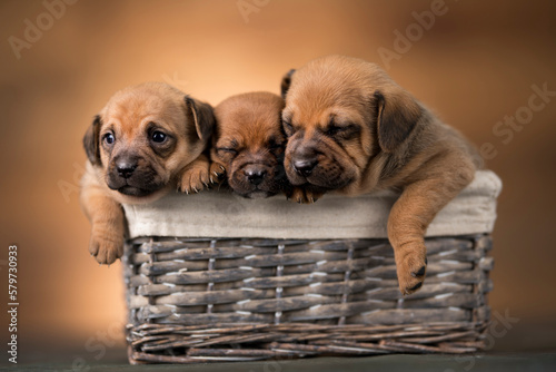 Little dogs in a wicker basket