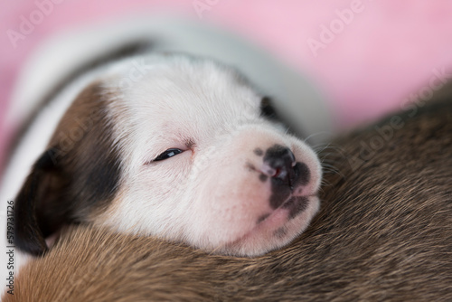 A beautiful little dog sleeps on a blanket