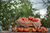 Red Tomatoes in a Greenhouse, organic food