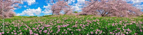 Colorful floral field panoramic outdoor landscape image by generative AI