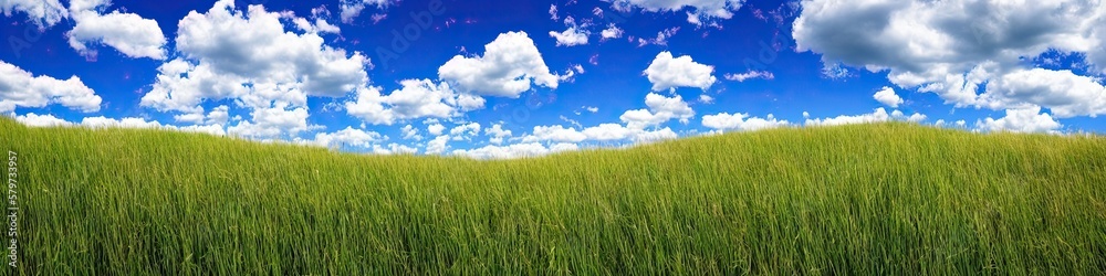 Green grassy field and blue skies with puffy white clouds. Panoramic landscape Green grassy field and blue skies with puffy white clouds. Panoramic landscape