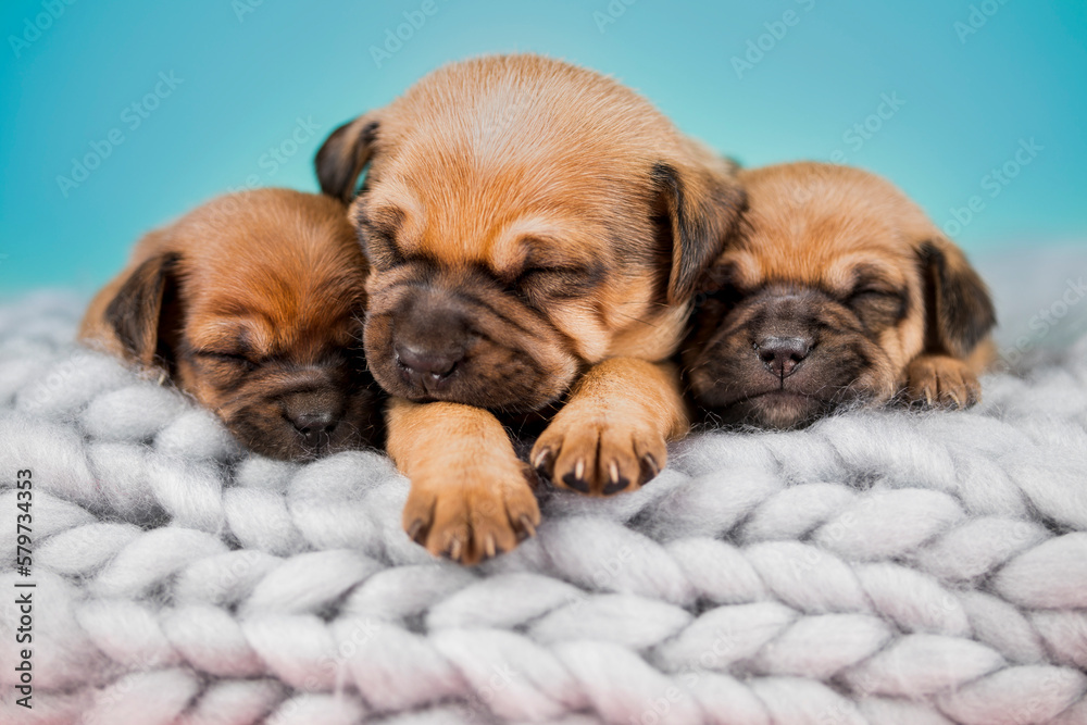 Dogs on a sleeps on a blanket Dogs on a sleeps on a blanket