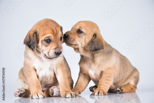 Fototapeta Naklejka Na Ścianę i Meble -  Two dogs, Pet, animals concept