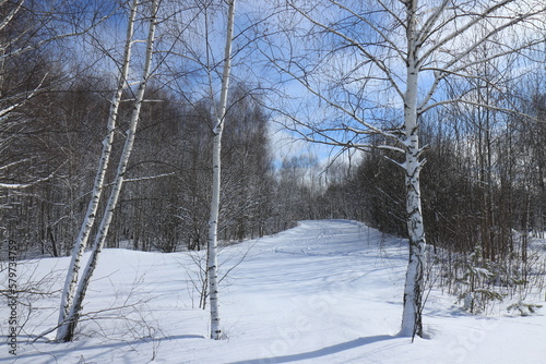 Forest and snow on a sunny spring day around the biathlon complex near Ryazan