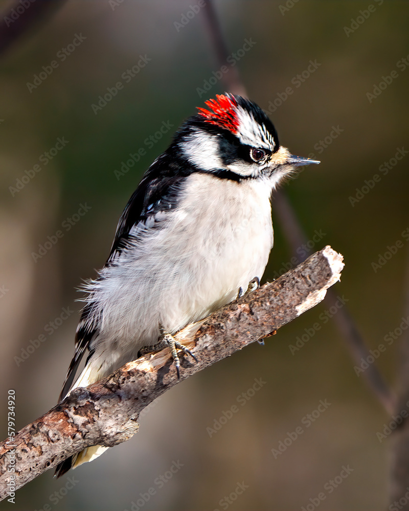 Naklejka premium Woodpecker Photo and Image. Male standing on a tree branch twig with a blur background in its environment and habitat surrounding.