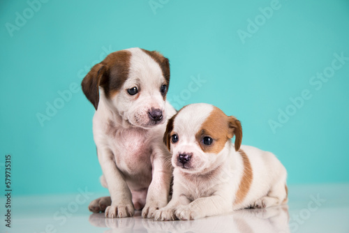 Two little dogs, puppy, animals concept