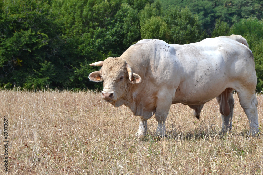 Fototapeta premium Charolais du Morvan, race bovine dans les prés