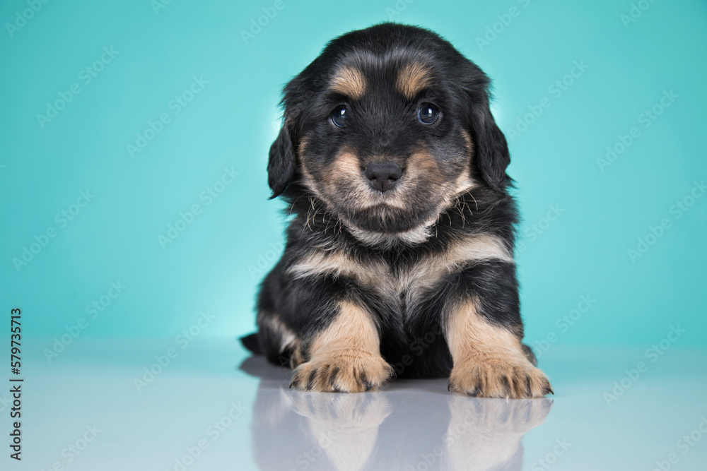 Fototapeta premium A portrait of a cute dog, animals concept