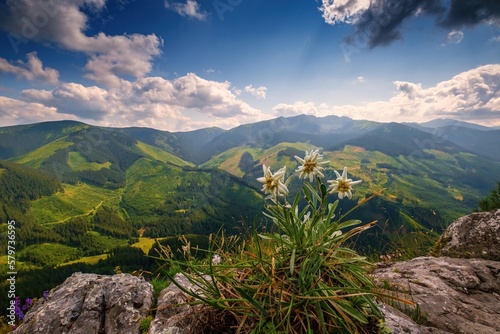 Very rare edelweiss mountain flower. Isolated rare and protected wild flower edelweiss flower (Leontopodium alpinum) growing in natural environment high up in the mountains