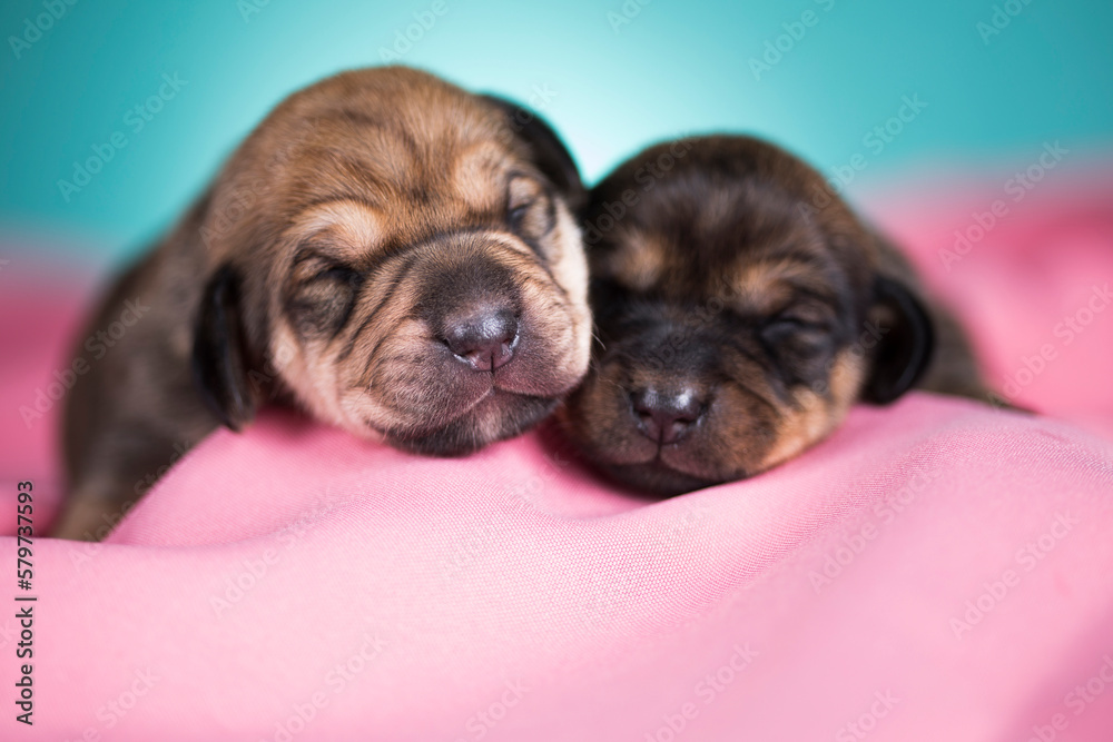Dog in sleeps on a pink blanket Dog in sleeps on a pink blanket