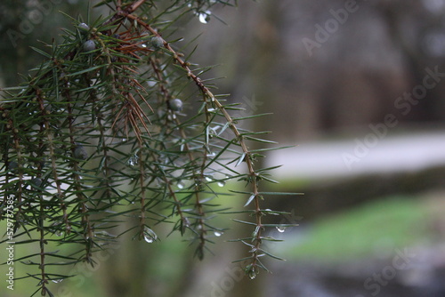 dew on the branches