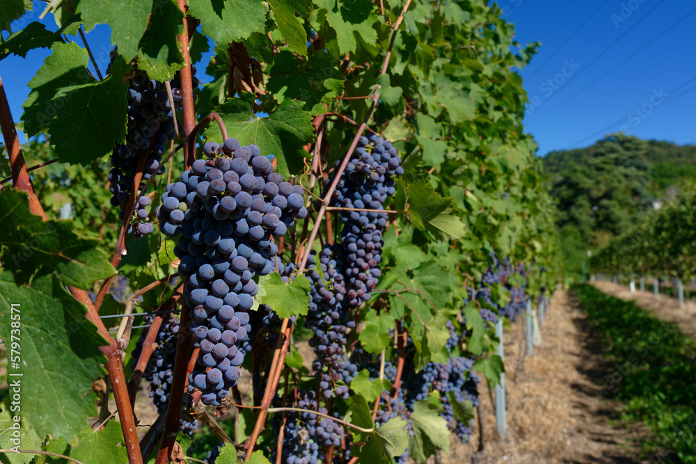 Vendemmia di uva nebbiolo in un vigneto di Agliè in Piemonte. Raccolta dei grappoli di uva per produrre vino nebbiolo, barbaresco e nebbiolo.