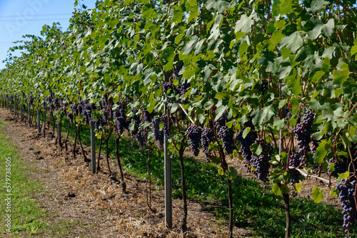 Vendemmia di uva nebbiolo in un vigneto di Agliè in Piemonte. Raccolta dei grappoli di uva per produrre vino nebbiolo, barbaresco e nebbiolo.