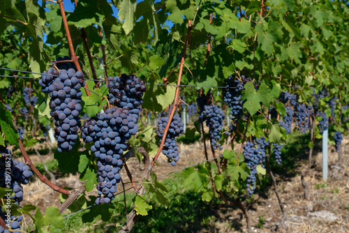 Vendemmia di uva nebbiolo in un vigneto di Agliè in Piemonte. Raccolta dei grappoli di uva per produrre vino nebbiolo, barbaresco e nebbiolo. photo