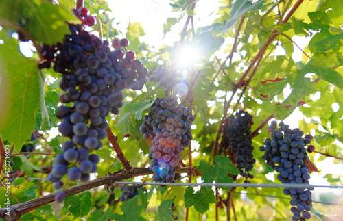 Vendemmia di uva nebbiolo in un vigneto di Agliè in Piemonte. Raccolta dei grappoli di uva per produrre vino nebbiolo, barbaresco e nebbiolo. photo