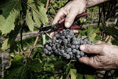 Vendemmia di uva nebbiolo in un vigneto di Agliè in Piemonte. Raccolta dei grappoli di uva per produrre vino nebbiolo, barbaresco e nebbiolo.