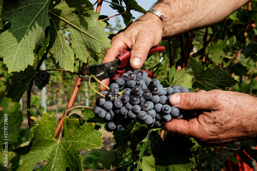 Vendemmia di uva nebbiolo in un vigneto di Agliè in Piemonte. Raccolta dei grappoli di uva per produrre vino nebbiolo, barbaresco e nebbiolo. photo