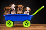 Beautiful little puppies in a toy wagon