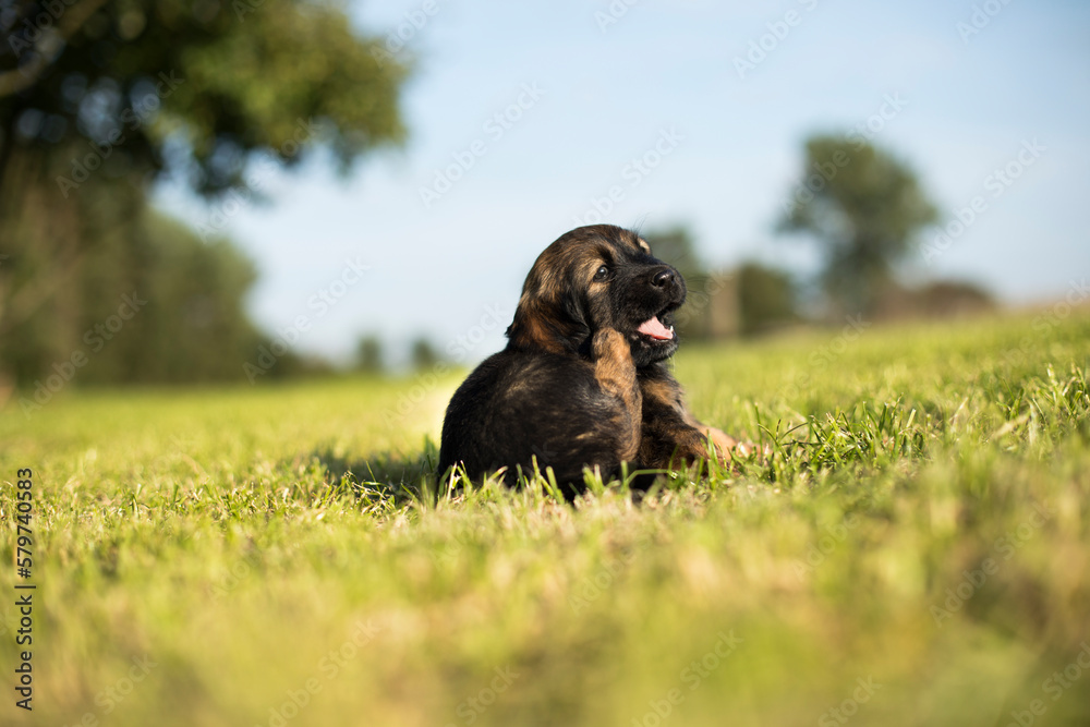 A small dog on the grass background