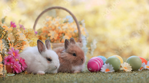 Lovely bunny easter fluffy baby rabbit eating green grass with a basket full of colorful easter eggs on green garden nature with flowers background on warmimg day. Symbol of easter day festival. photo