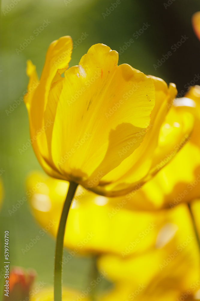 soft focus, field of yellow blooming tulip flowers. grow plants in park in meadow for sale. bouquet of exquisite spring buds. gift for birthday or mother's day on March 8, florist and decorator soft focus, field of yellow blooming tulip flowers. grow plants in park in meadow for sale. bouquet of exquisite spring buds. gift for birthday or mother's day on March 8, florist and decorator