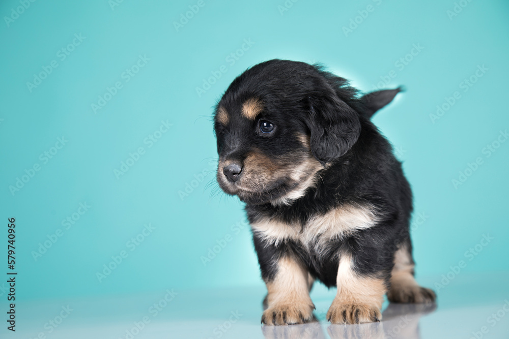 Fototapeta premium A portrait of a cute dog, animals concept