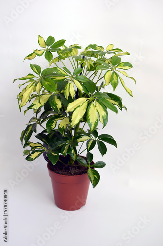 Schefflera plant. Schefflera arboricola.