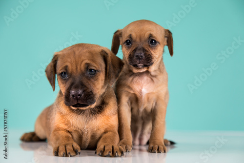 Two little dogs  puppy  animals concept