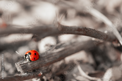 Ladybug on barberry branches in early spring. Close-up, selective focus. Spring awakening of nature.