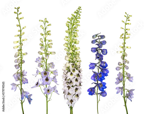 Fotografering Set of beautiful blue and violet delphinium flower isolated on white background