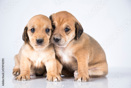Two dogs on a white background